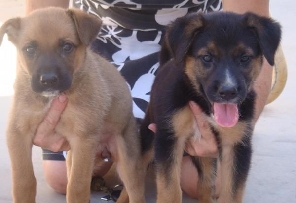 REGALO CACHORROS TAMAÑO MEDIANO GRANDE