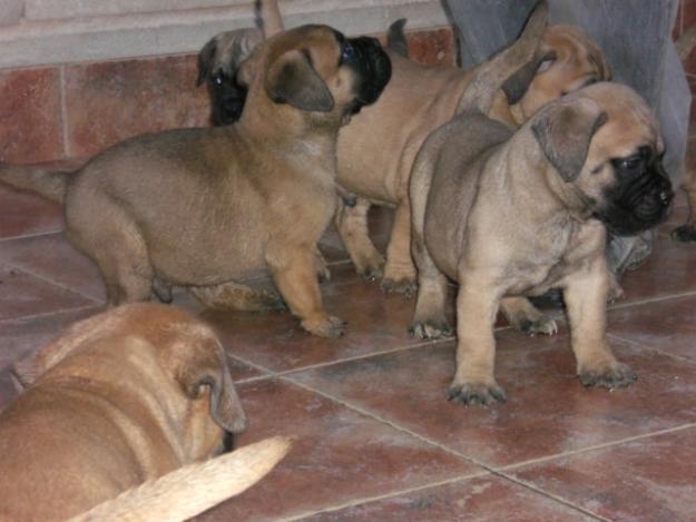 ultima  cachorra bullmastiff