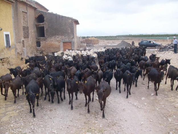 Vendo rebaño cabras y ovejas.