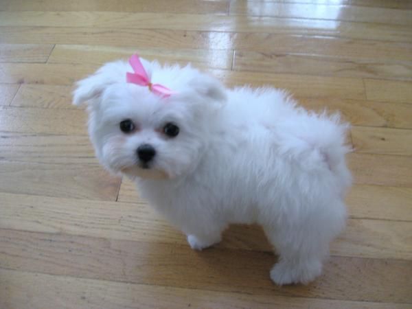 1 cachorro maltese