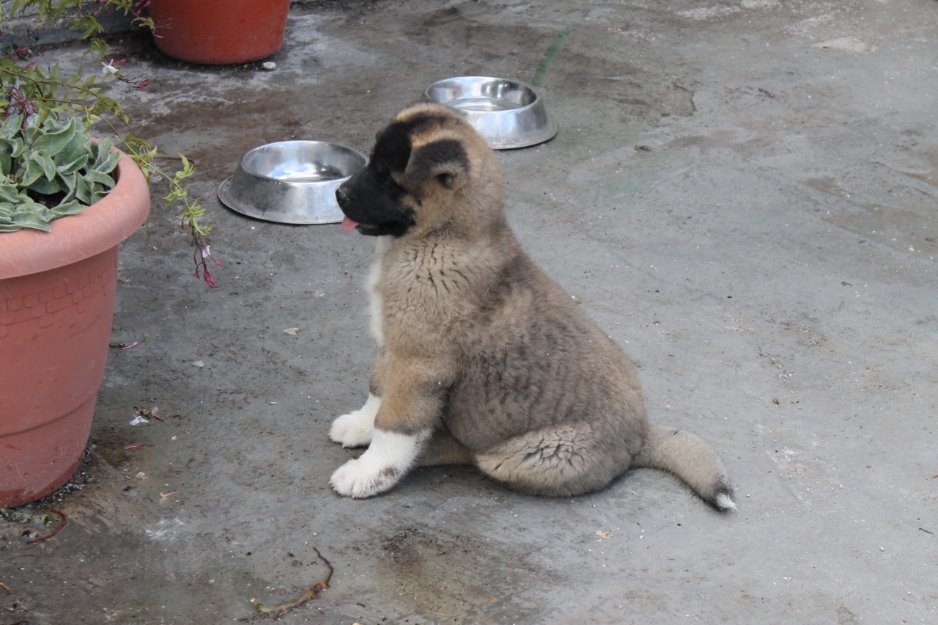 Akita Americano