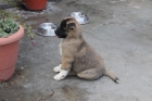 Akita Americano - mejor precio | unprecio.es