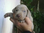 BRACOS DE WEIMAR CON EXCELENTE PEDIGREE - mejor precio | unprecio.es