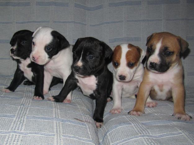 CACHOROS DE AMERICAN STANDFORD