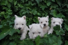 Cachorros de Westy , pedigre Loe - mejor precio | unprecio.es