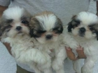 cachorros SHIH TZU con PEDIGREE - mejor precio | unprecio.es