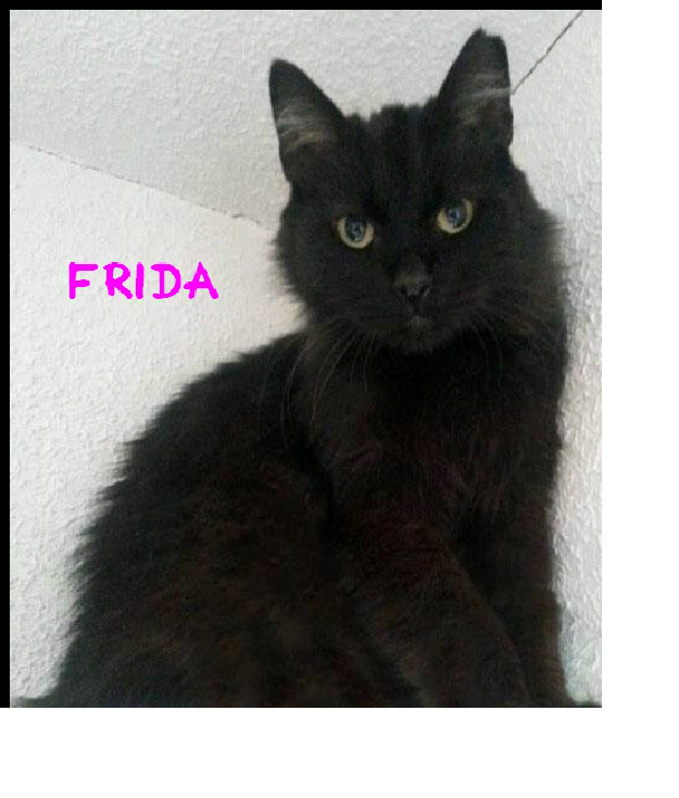 Frida, preciosa gata panterita de pelo largo