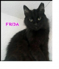 Frida, preciosa gata panterita de pelo largo - mejor precio | unprecio.es