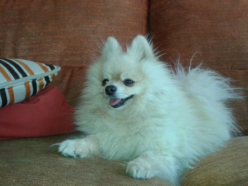 Precioso pomerania macho para monta