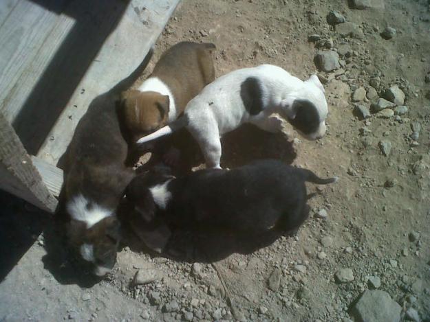 Se venden cachorros pitbull