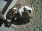 Se venden cachorros pitbull - mejor precio | unprecio.es