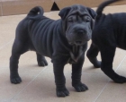 sharpei hembra 2 meses 450  PEDIGREE - mejor precio | unprecio.es