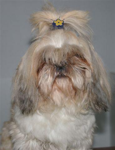 shih tzu hembra adulta preciosa 300€