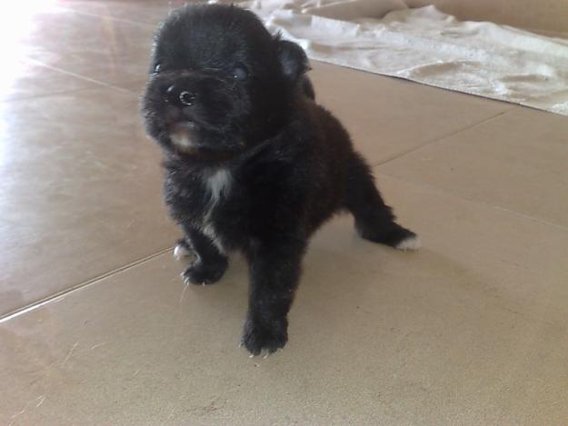 ¡¡POMERANIA SUPER BARATO!!