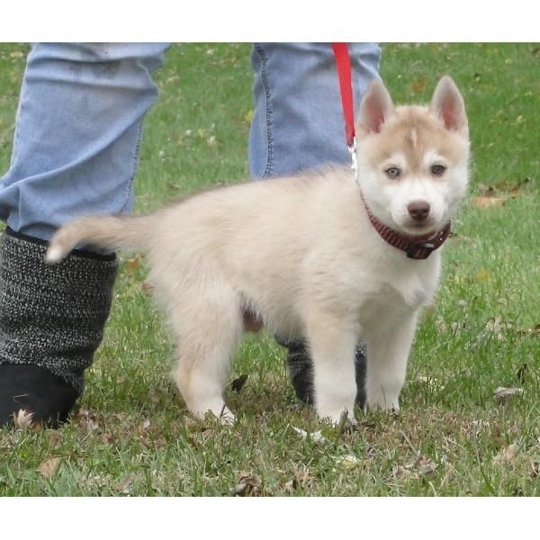 Cachorros Siberian Husky.