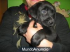 labrador retriever - mejor precio | unprecio.es