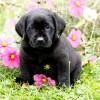 Negro cachorros Labrador