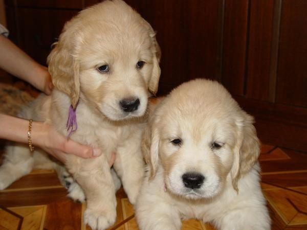 Presiosos cachorros  labrador : macho y hembra buscan hogar  y buenos gentes