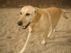 Se regala labrador retriever - mejor precio | unprecio.es