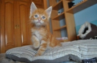 Tenemos gatitos disponibles! - mejor precio | unprecio.es