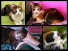 La pequeña Kassy, gata tricolor en adopción - mejor precio | unprecio.es