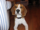 beagle busca novia para cruce - mejor precio | unprecio.es