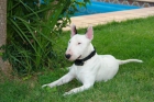 Bull terrier busca perrita para monta - mejor precio | unprecio.es