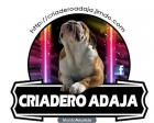 Bulldog Ingles disponibles para montas repleto de campeones en su pedigree fotos actuales dando muy buenos cachorros - mejor precio | unprecio.es