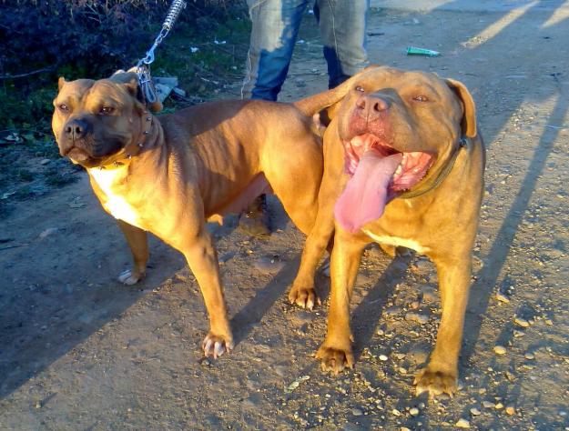 Cachorros American bully / Pitbull