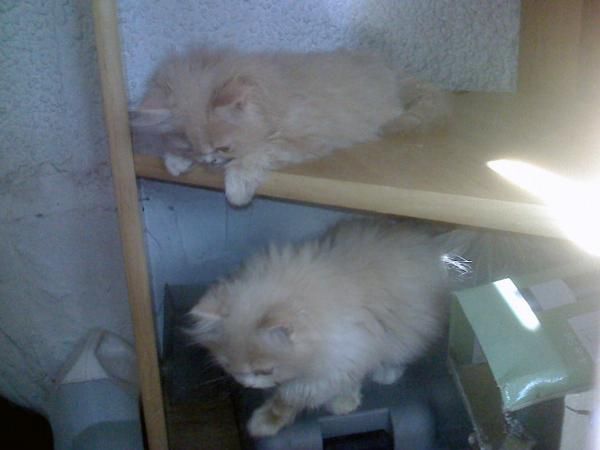 Cachorros de gato persa