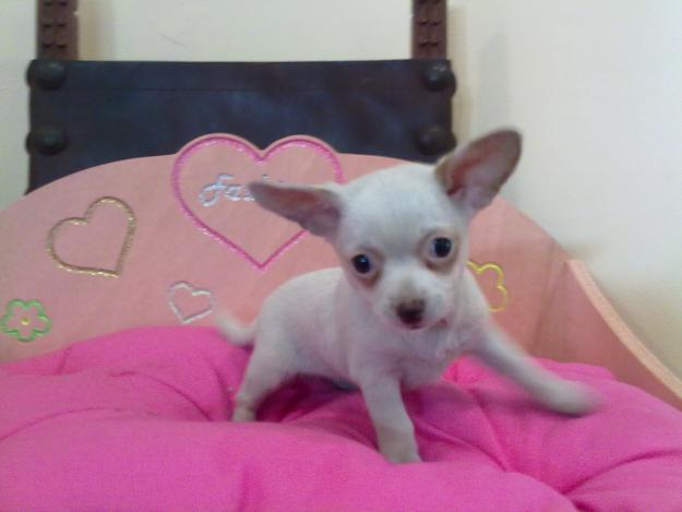 Chihuahuas miniaturas