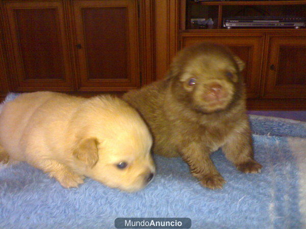 espitz aleman pequeño