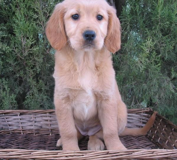 GOLDEN RETRIEVER DE PURA RAZA 290