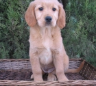 GOLDEN RETRIEVER DE PURA RAZA 290 - mejor precio | unprecio.es