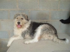 gordi, perrita adulta grande en adopcion - mejor precio | unprecio.es