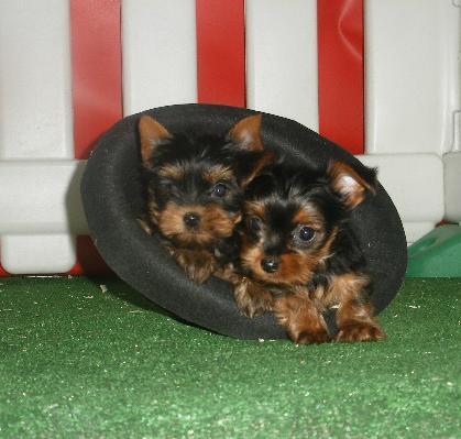 Juguetones cachorros de Yorkshire terrier