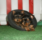 Juguetones cachorros de Yorkshire terrier - mejor precio | unprecio.es