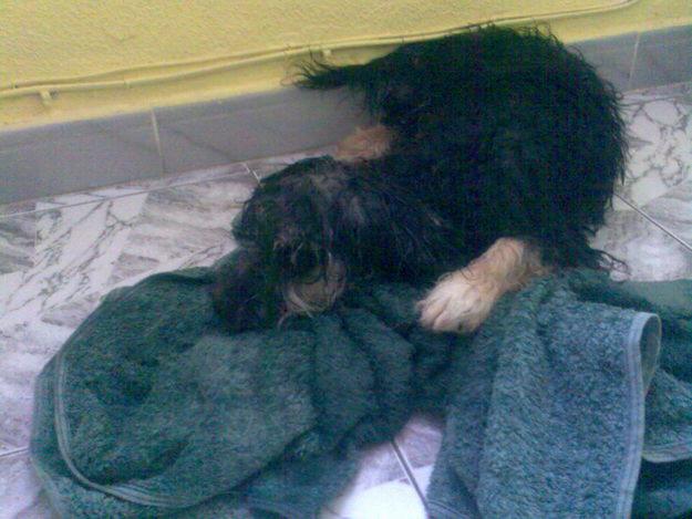 PERRITO ENCONTRADO EN SEVILLA
