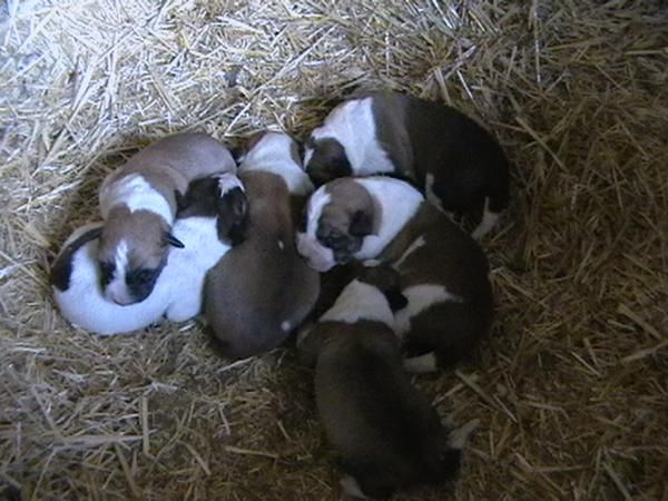 perros mastines leoneses