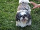 se ofrece shih-tzu macho tricolor para monta - mejor precio | unprecio.es