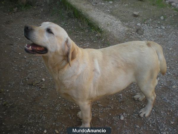 se regala  perra labrador   muy cariñosa por no poder atender