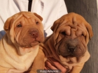 Shar-pei, impresionantes cachorros! - Barcelona - mejor precio | unprecio.es