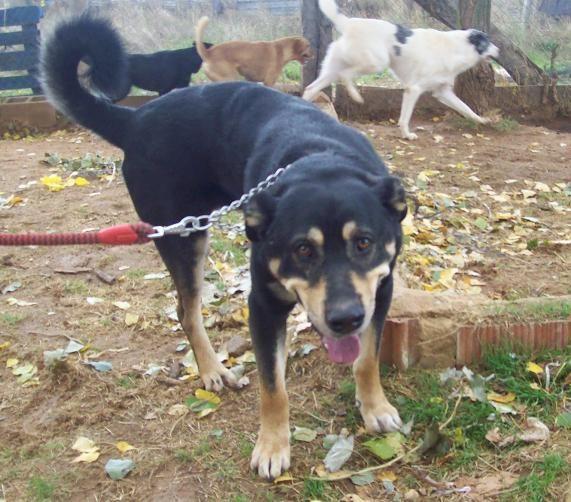 Will, precioso macho en adopcion