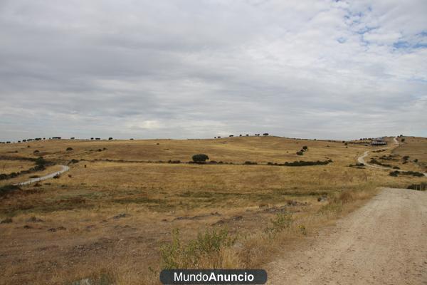 ALQUILER  DE PASTOS FINCA GANADERA   300 HAS ZONA TALAVERA