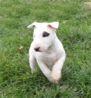 bull terrier casa y luego cumplir con esta hermosa casa planteadas bull terrier - mejor precio | unprecio.es