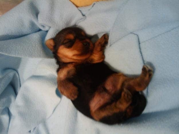 cachorro de yorkshire mini