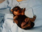 cachorro de yorkshire mini - mejor precio | unprecio.es