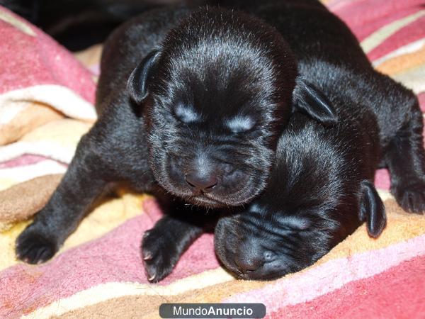 CACHORROS LABRADOR