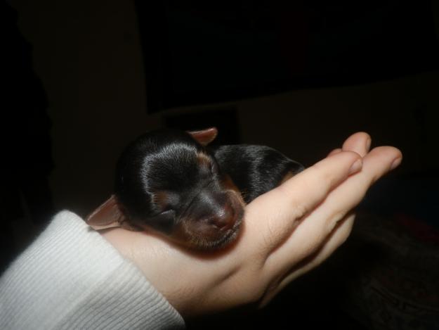 Cachorros Yorkshire