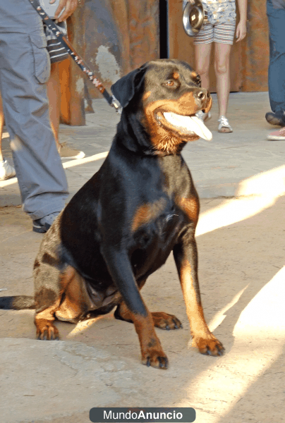 Preciosa camada de rottweiler
